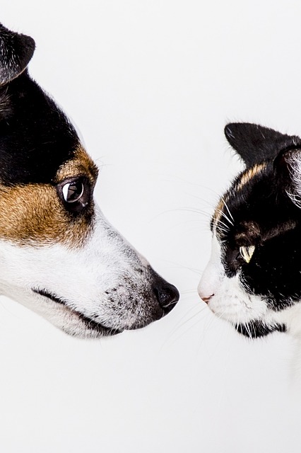 POUR LES DÉTENTEURS D’ANIMAUX